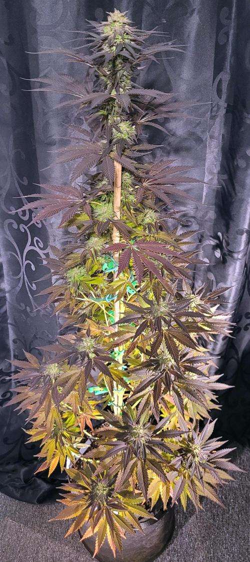 Blue-Eyed White Walker. Week 21 - Harvest