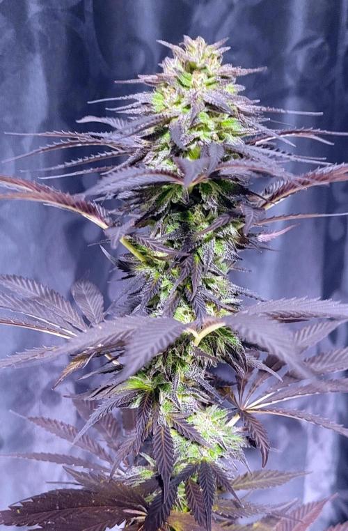 Blue-Eyed White Walker. Week 21 - Harvest