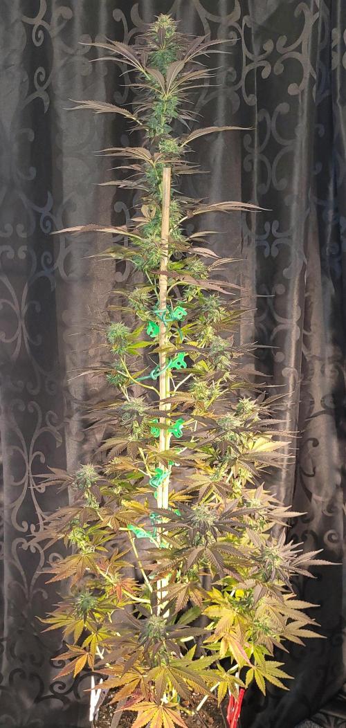 Blue-Eyed White Walker. Week 21 - Harvest