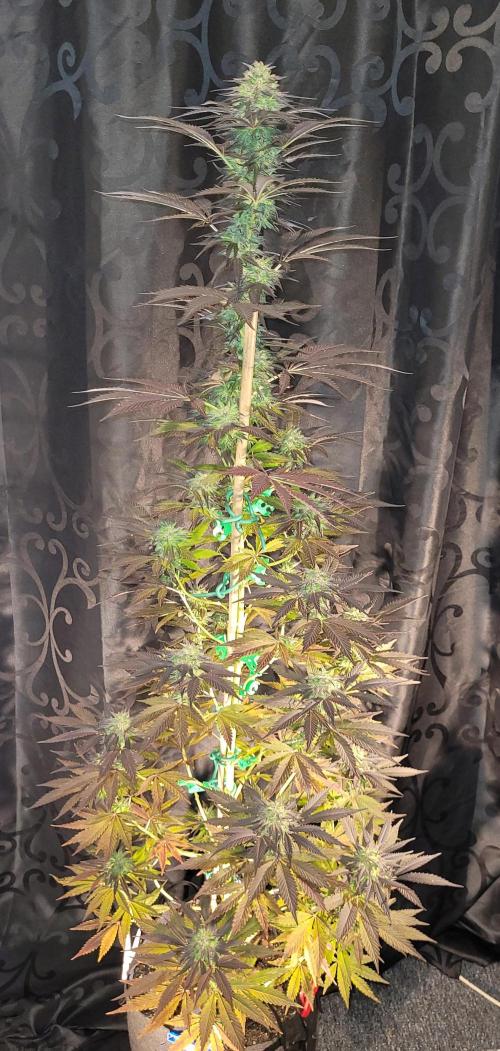 Blue-Eyed White Walker. Week 21 - Harvest