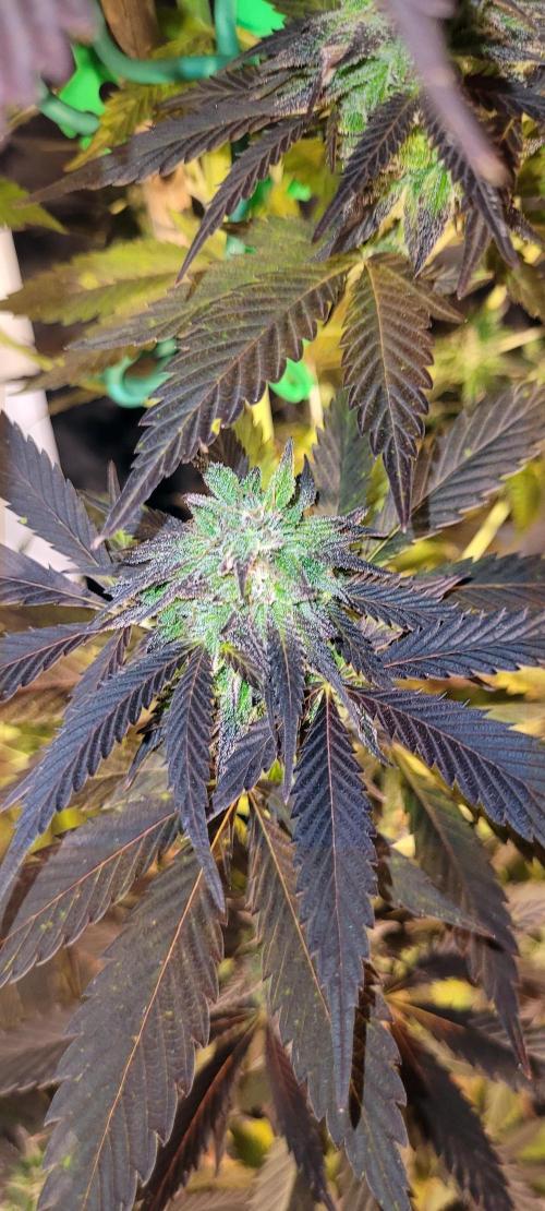 Blue-Eyed White Walker. Week 21 - Harvest