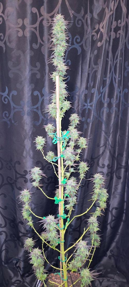 Blue-Eyed White Walker. Week 21 - Fan leaves off