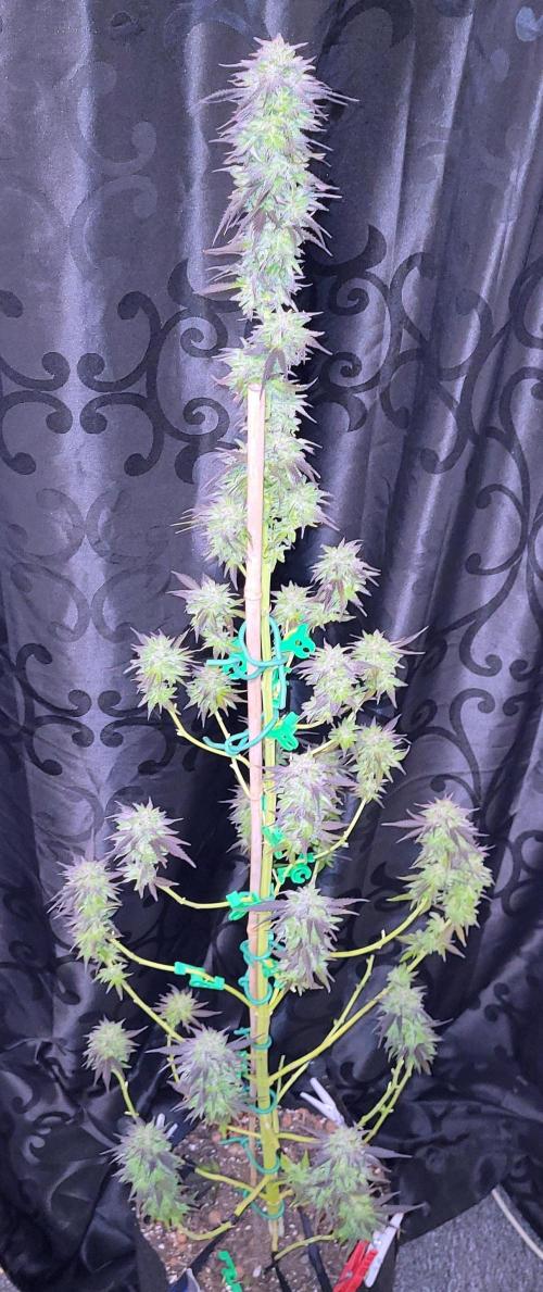 Blue-Eyed White Walker. Week 21 - Fan leaves off