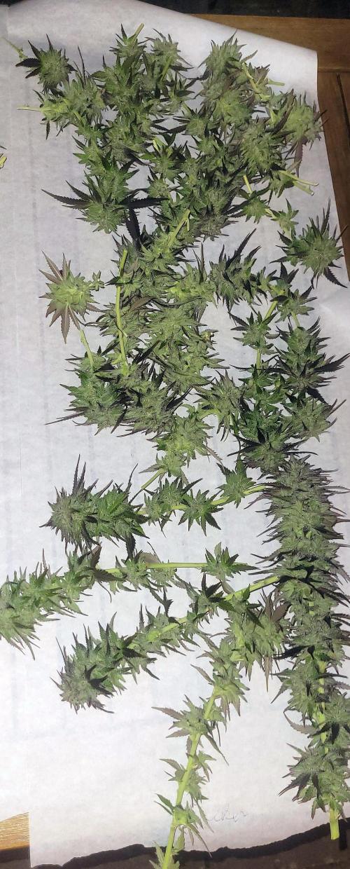 Blue-Eyed White Walker. Week 21 - Wet