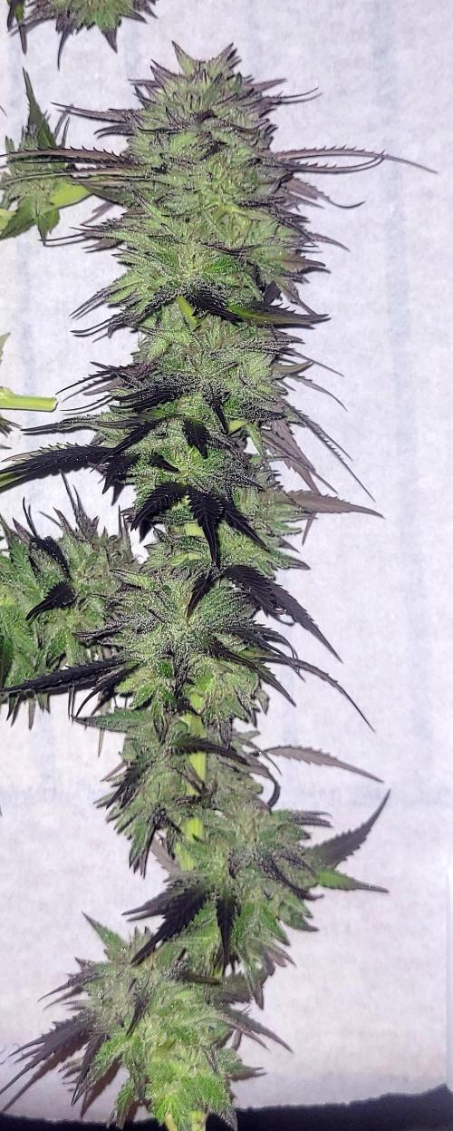 Blue-Eyed White Walker. Week 21 - Wet