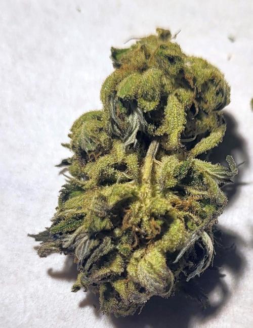 Blue-Eyed White Walker. Week 21 - Dry+Cured