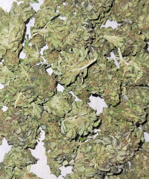 Blue-Eyed White Walker. Week 21 - Dry+Cured