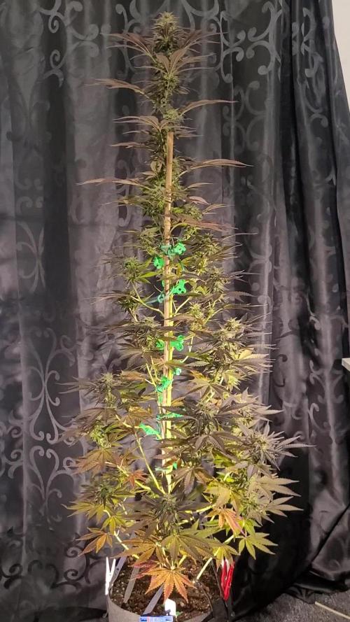 Blue-Eyed White Walker