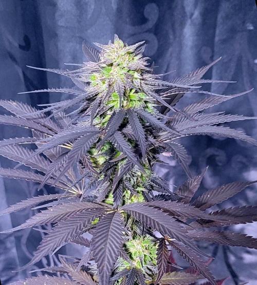 Blue-Eyed White Walker. Week 21