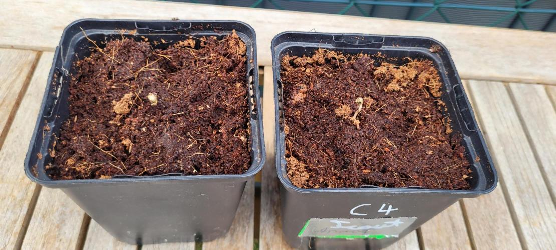 Hachibi visits Midorihagakure. Week 0 - D0