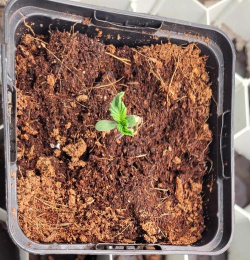 Hachibi visits Midorihagakure. Week 0 - D4