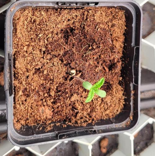 Rhea - Demon In Your Dreams. Week 0