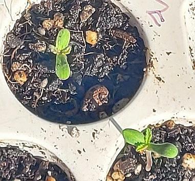 Dexter’s Growbroratory. Week 0