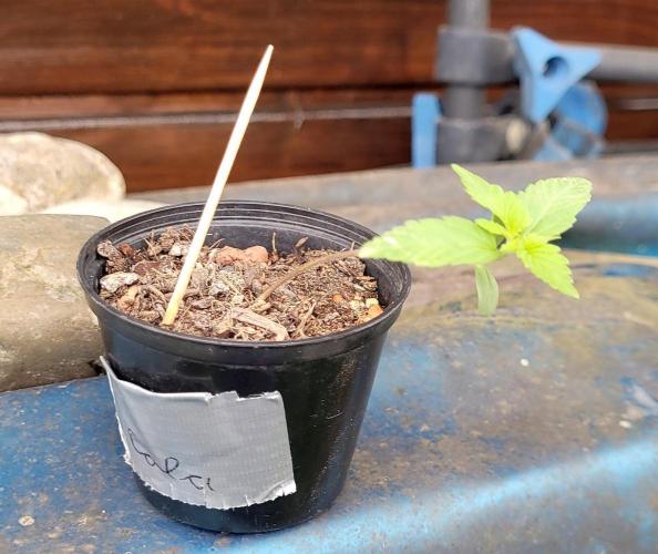 Smells like Terpvana. Week 0