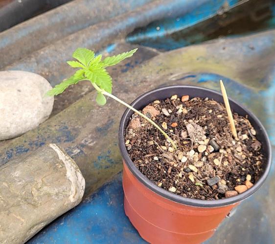 Yellowbeard's Hidden Stash. Week 0