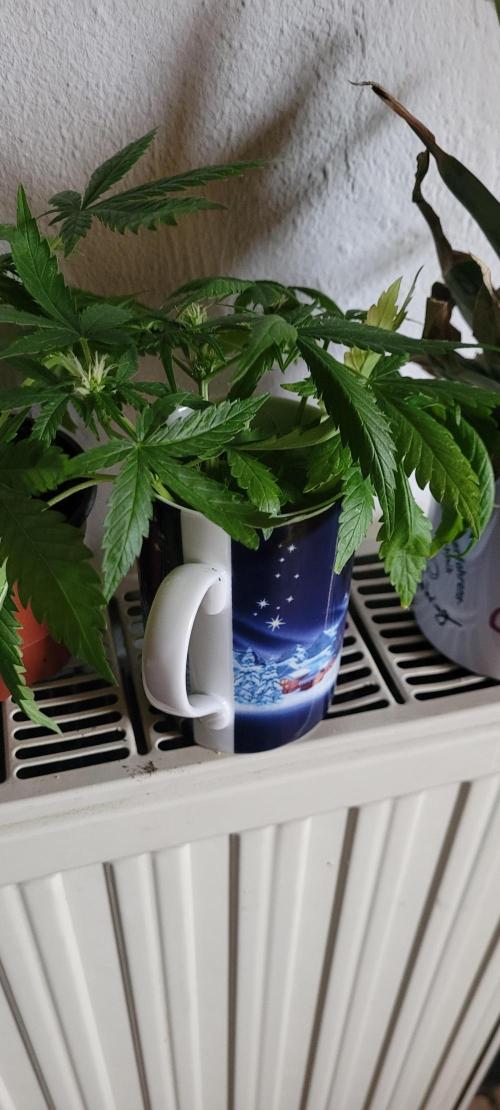 Retsuko's Afterwork Rage Run. Week 0