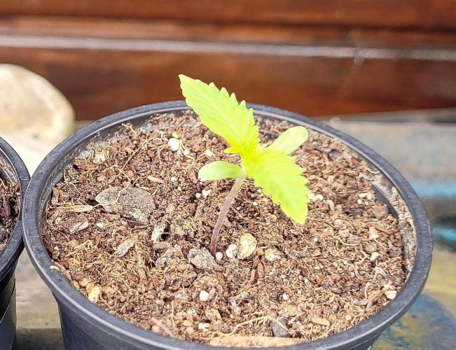 Attack on Trichomes. Week 0