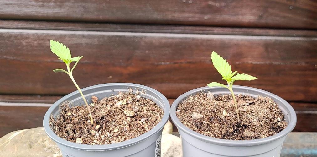 Dexter’s Growbroratory. Week 0