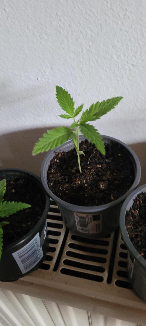 Dexter’s Growbroratory. Week 1