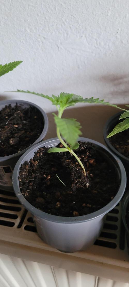 Dexter’s Growbroratory. Week 1