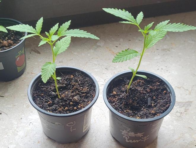 Dexter’s Growbroratory. Week 1