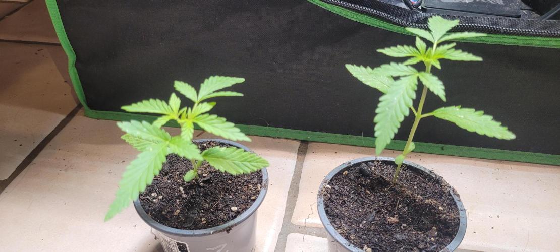 Dexter’s Growbroratory. Week 2