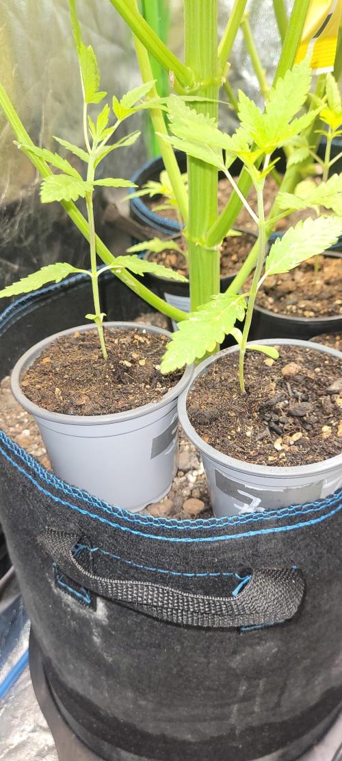 Dexter’s Growbroratory. Week 2