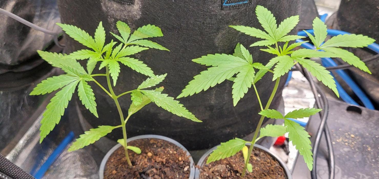 Dexter’s Growbroratory. Week 3