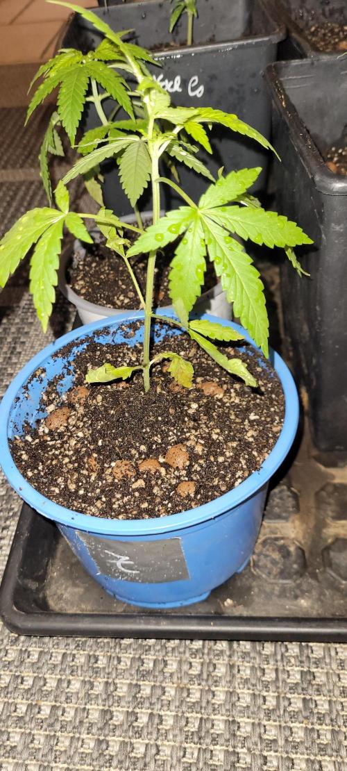 Dexter’s Growbroratory. Week 4 - Dee Dee