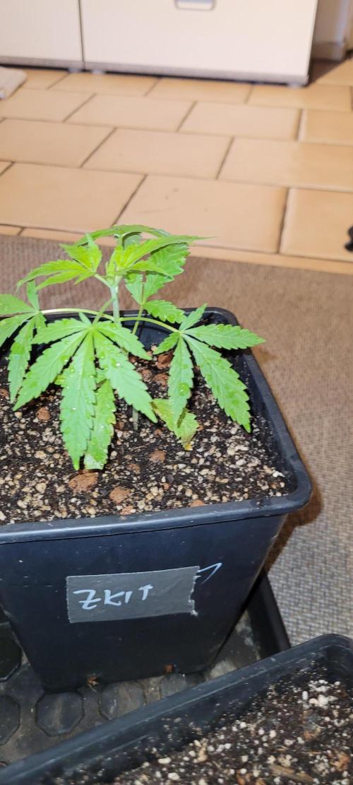 Dexter’s Growbroratory. Week 4 - Dexter