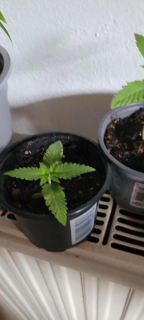 Smells like Terpvana. Week 1