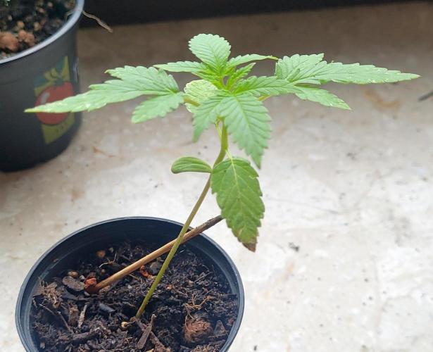 Smells like Terpvana. Week 1