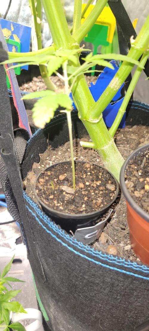 Smells like Terpvana. Week 2