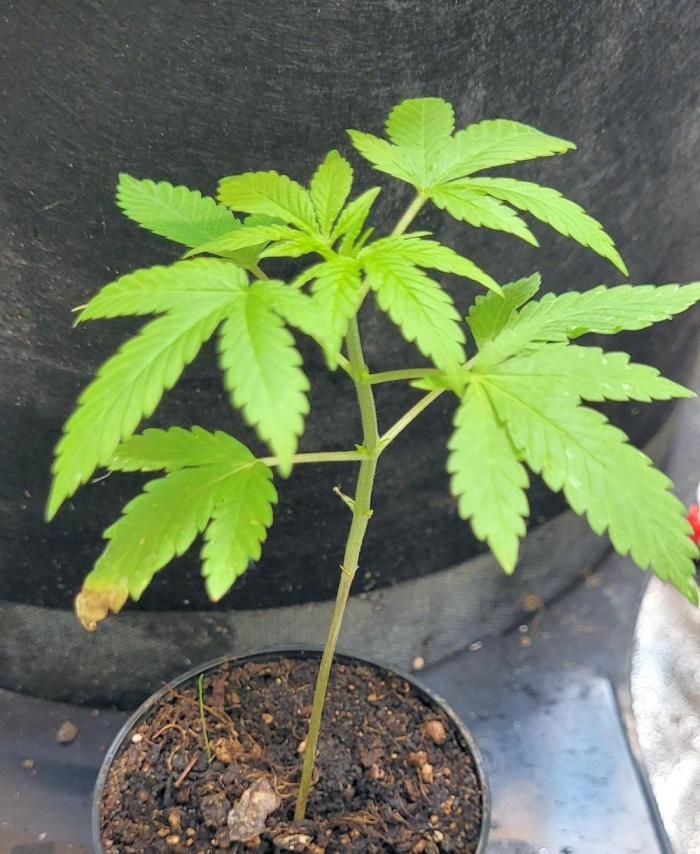 Smells like Terpvana. Week 3