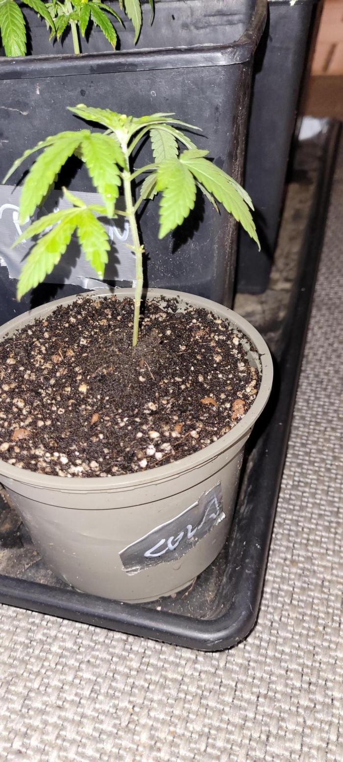 Smells like Terpvana. Week 4