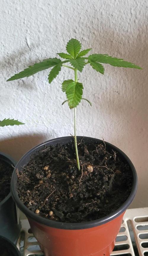 Yellowbeard's Hidden Stash. Week 1