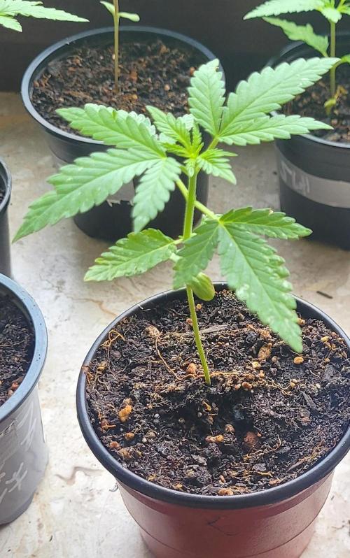 Yellowbeard's Hidden Stash. Week 1