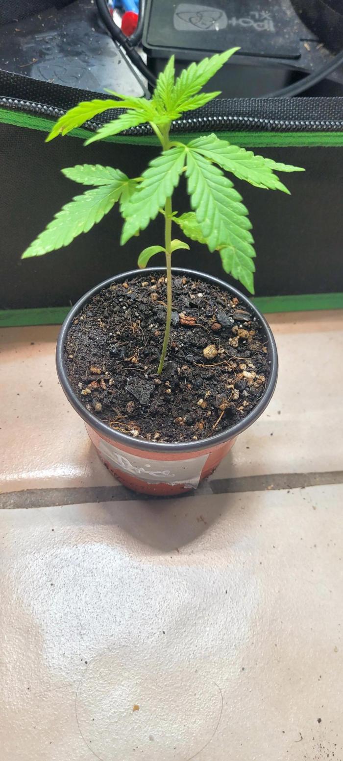 Yellowbeard's Hidden Stash. Week 2