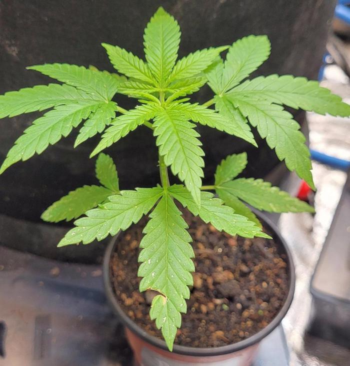 Yellowbeard's Hidden Stash. Week 3