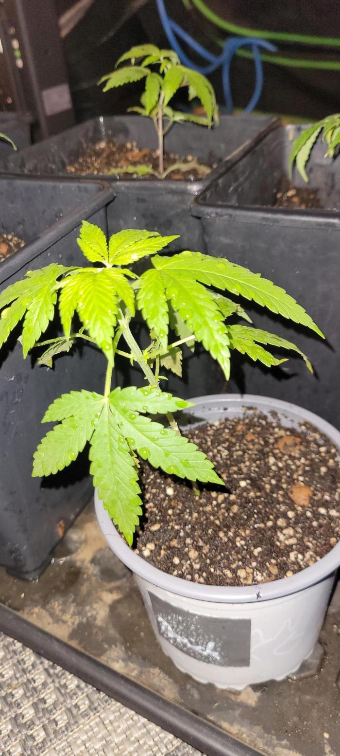 Yellowbeard's Hidden Stash. Week 4