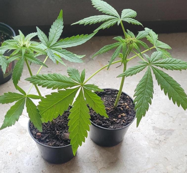 Retsuko's Afterwork Rage Run. Week 1