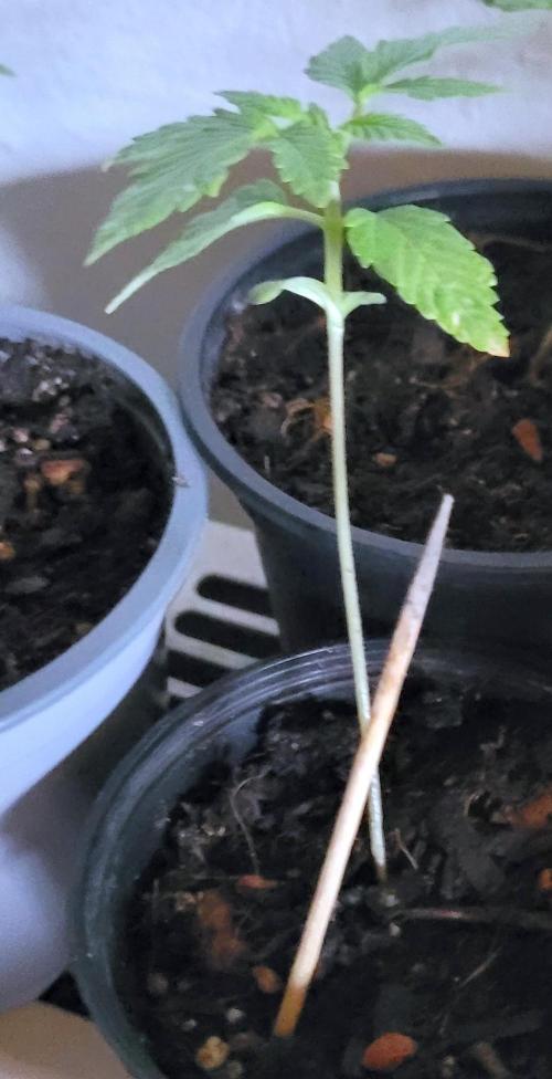 Attack on Trichomes. Week 1