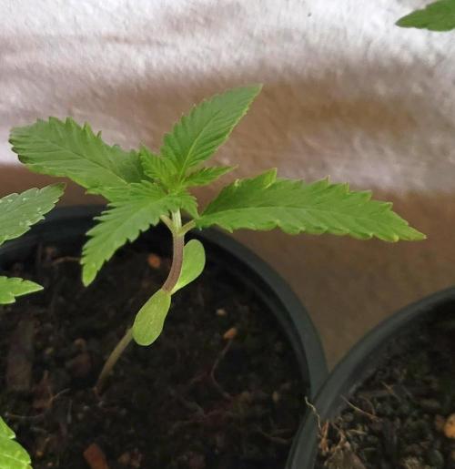 Attack on Trichomes. Week 1