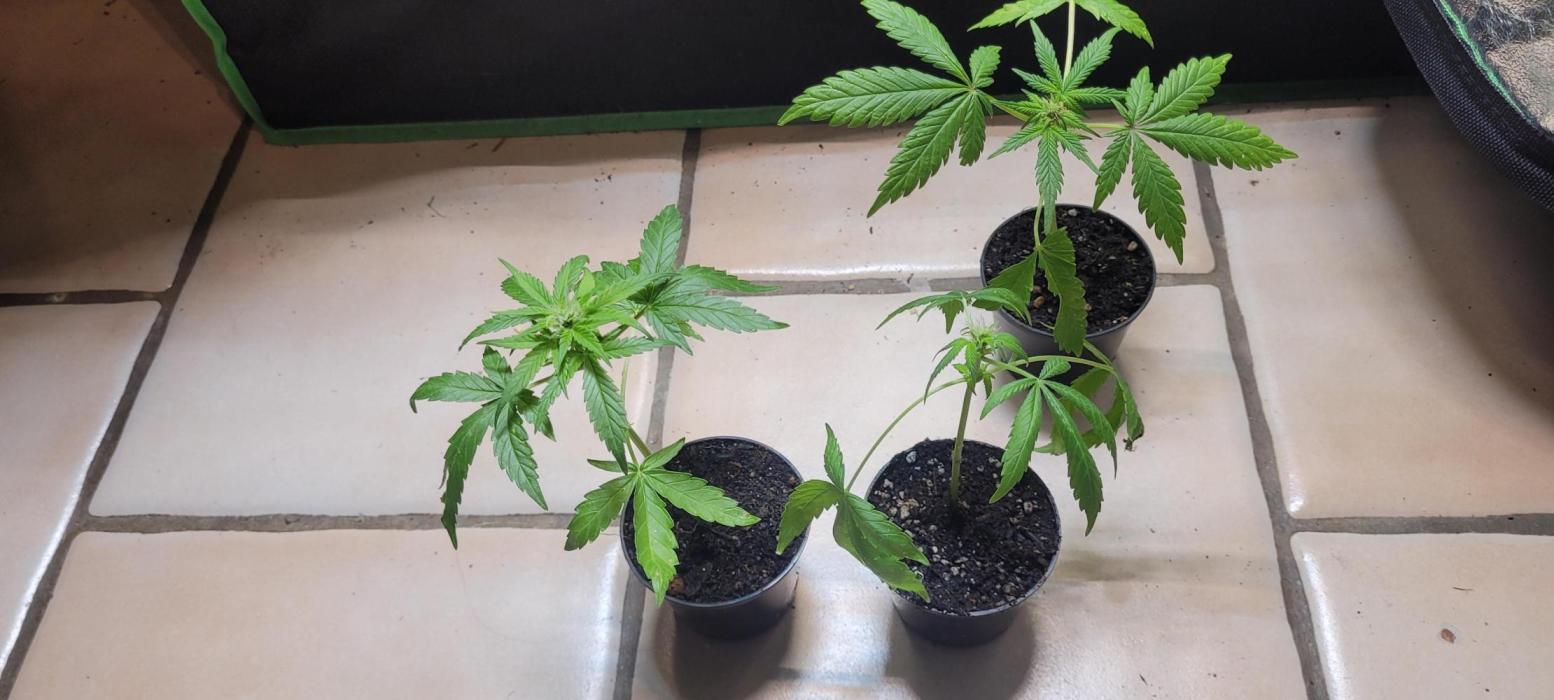 Retsuko's Afterwork Rage Run. Week 2