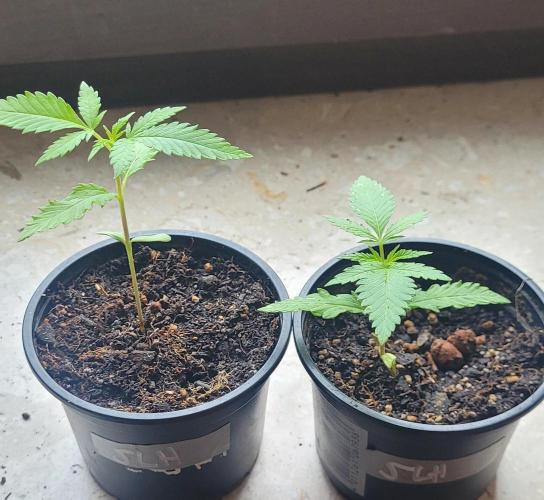 Attack on Trichomes. Week 2