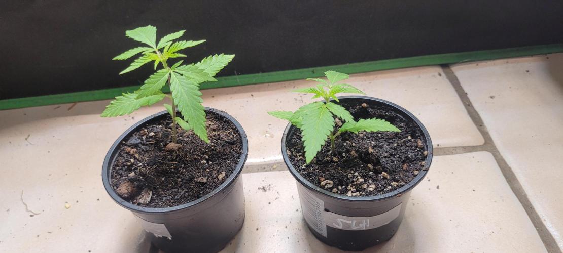 Attack on Trichomes. Week 2