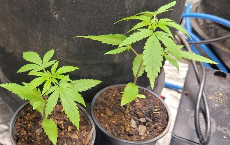 Attack on Trichomes. Week 3