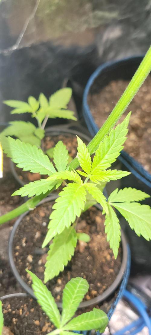 Attack on Trichomes. Week 3