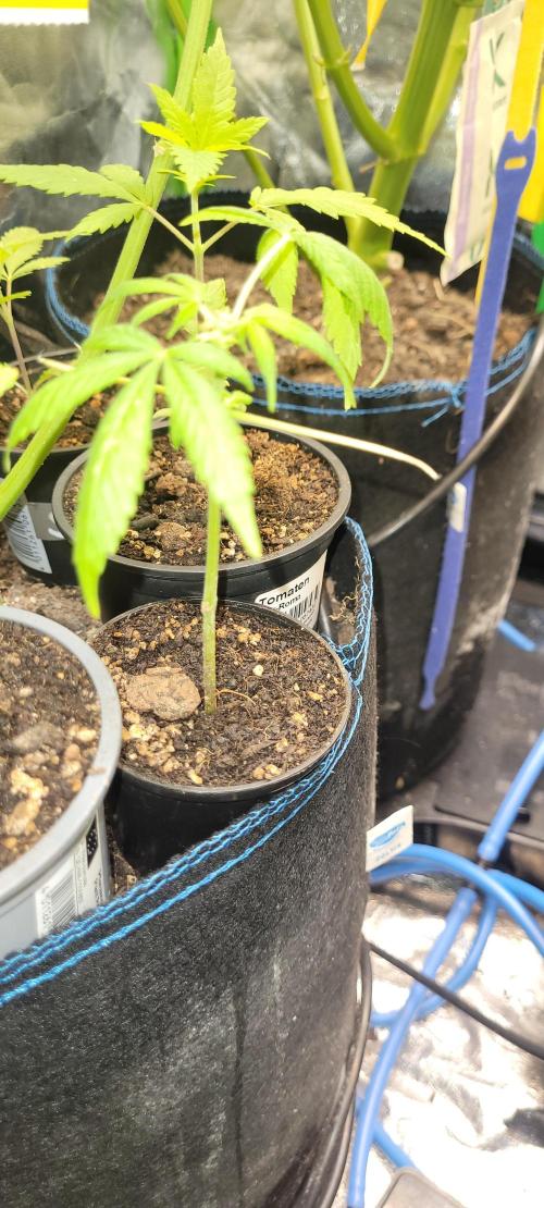 Retsuko's Afterwork Rage Run. Week 3