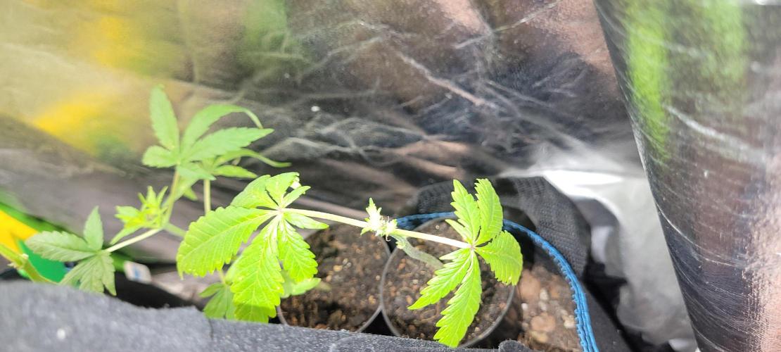 Retsuko's Afterwork Rage Run. Week 3